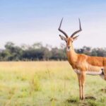 **"Multi-Days Camping Safari Adventure: Tanzania & Kenya"** - What’s Included and Why It Matters