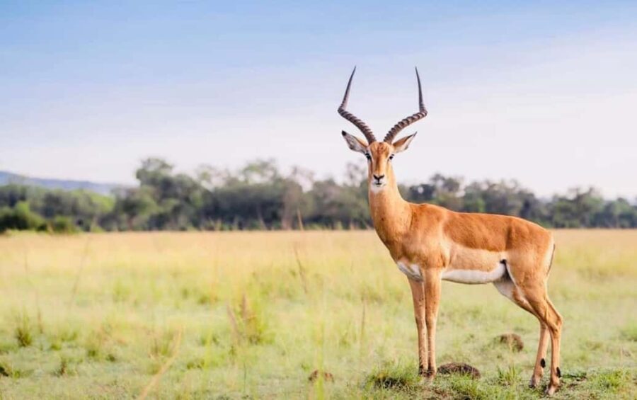 **"Multi-Days Camping Safari Adventure: Tanzania & Kenya"** - What’s Included and Why It Matters