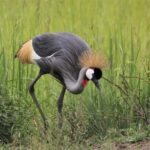 Murchison Falls Wildlife Safari 3 Days (Comfort Plus) - Breaking Down the 3-Day Itinerary