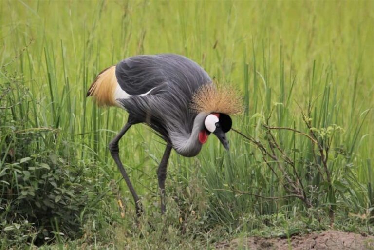 Murchison Falls Wildlife Safari 3 Days (Comfort Plus) - Breaking Down the 3-Day Itinerary