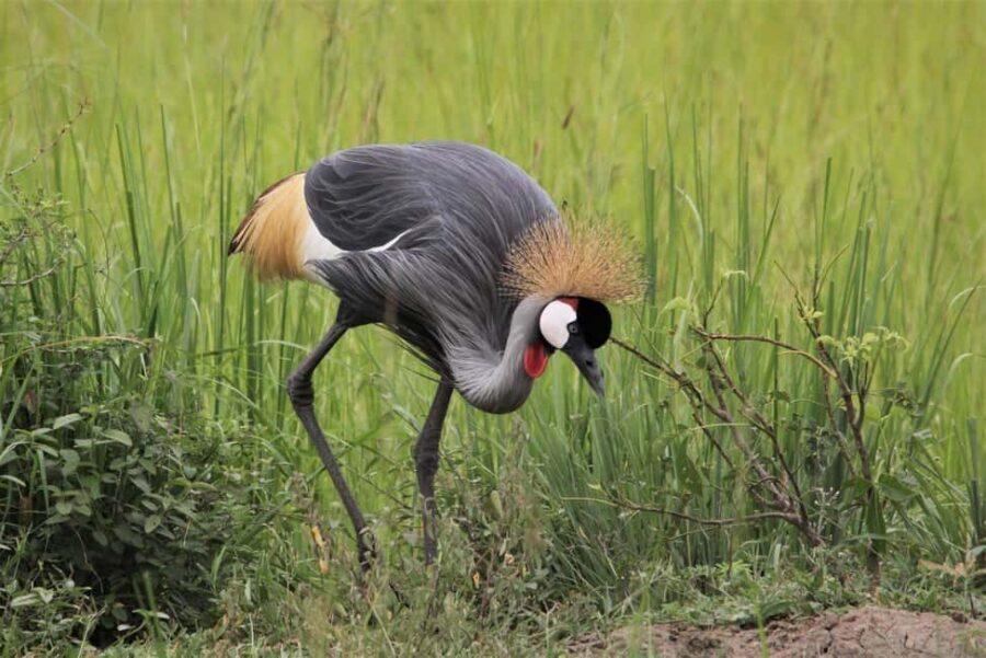 Murchison Falls Wildlife Safari 3 Days (Comfort Plus) - Breaking Down the 3-Day Itinerary