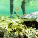 Murdeira: Sal Island Nature Reserve and Fishing Village Tour - What Makes This Tour Stand Out?