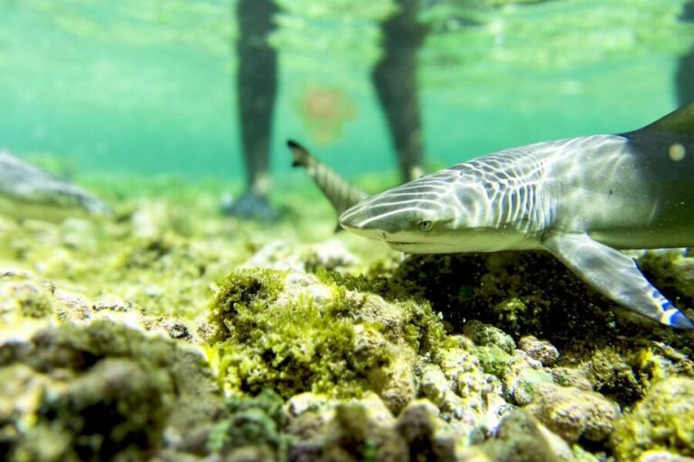 Murdeira: Sal Island Nature Reserve and Fishing Village Tour - What Makes This Tour Stand Out?