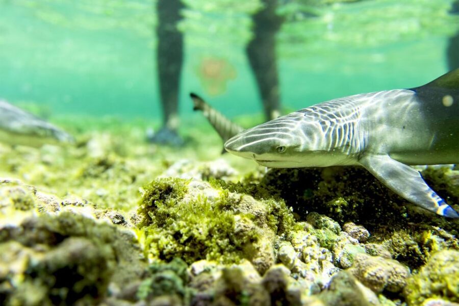 Murdeira: Sal Island Nature Reserve and Fishing Village Tour - What Makes This Tour Stand Out?