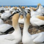 Muriwai Beach & Gannet Colony Private Tour - Scenic Lookouts & Photo Opportunities