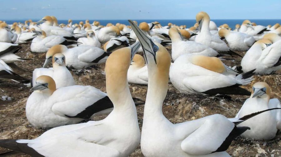 Muriwai Beach & Gannet Colony Private Tour - Scenic Lookouts & Photo Opportunities