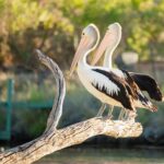 Murray River Day Trip from Adelaide Including Lunch Cruise aboard the Proud Mary - The Itinerary in Detail