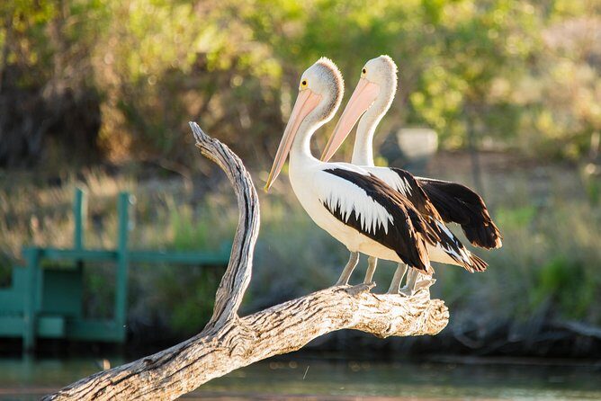 Murray River Day Trip from Adelaide Including Lunch Cruise aboard the Proud Mary - The Itinerary in Detail