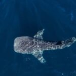 Muscat: Daymaniat Islands Snorkeling Tour with Refreshments - An Introduction to the Experience