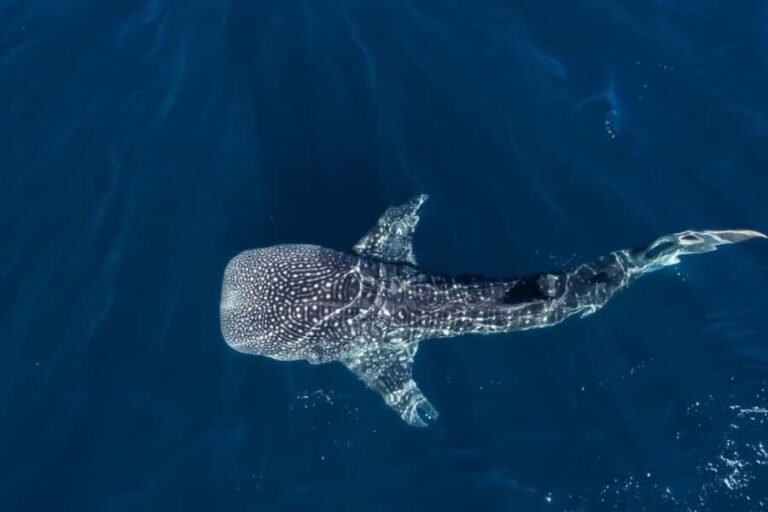 Muscat: Daymaniat Islands Snorkeling Tour with Refreshments - An Introduction to the Experience