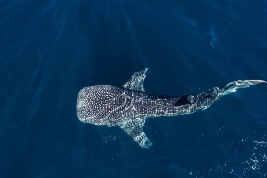 Muscat: Daymaniat Islands Snorkeling Tour with Refreshments - An Introduction to the Experience
