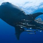 Muscat: Daymaniyat Island Scuba Dive 2 locations + BBQ Lunch - Why This Trip Offers Great Value