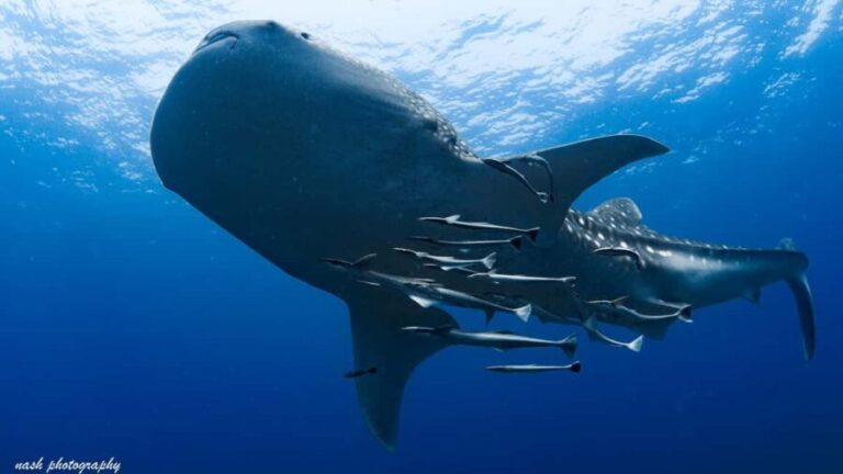 Muscat: Daymaniyat Island Scuba Dive 2 locations + BBQ Lunch - Why This Trip Offers Great Value