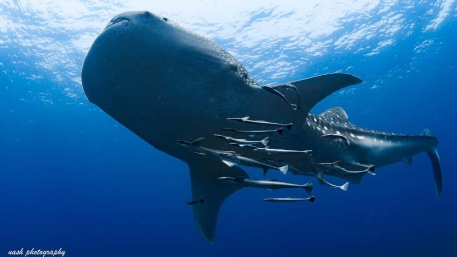 Muscat: Daymaniyat Island Scuba Dive 2 locations + BBQ Lunch - Why This Trip Offers Great Value