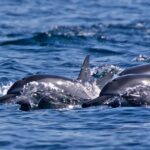 Muscat: Daymaniyat Islands Private Boat Tour with Snorkeling - Who Will Love This Tour?