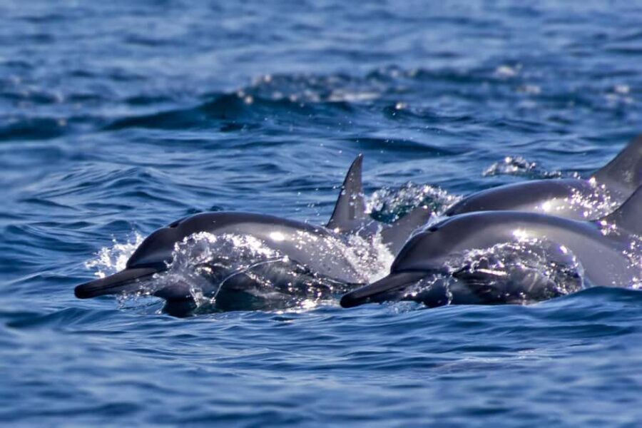 Muscat: Daymaniyat Islands Private Boat Tour with Snorkeling - Who Will Love This Tour?