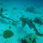Muscat: Daymaniyat Islands Snorkeling Trip with Lunch - The Experience: Pros and Cons