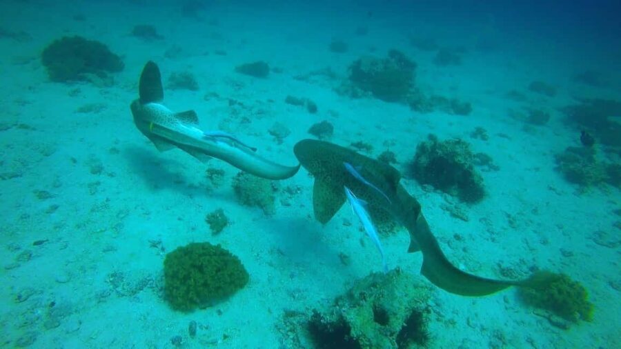 Muscat: Daymaniyat Islands Snorkeling Trip with Lunch - The Experience: Pros and Cons