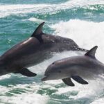 Muscat: Dolphin Watch & Snorkeling - The Marine Environment and Wildlife Encounters