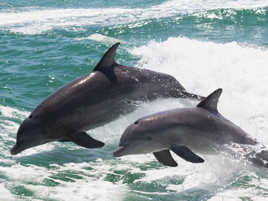 Muscat: Dolphin Watch & Snorkeling - The Marine Environment and Wildlife Encounters