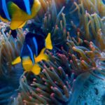Muscat: Dolphin Watching and Snorkeling Tour - Discovering the Marine Wonders of Muscats Coastline