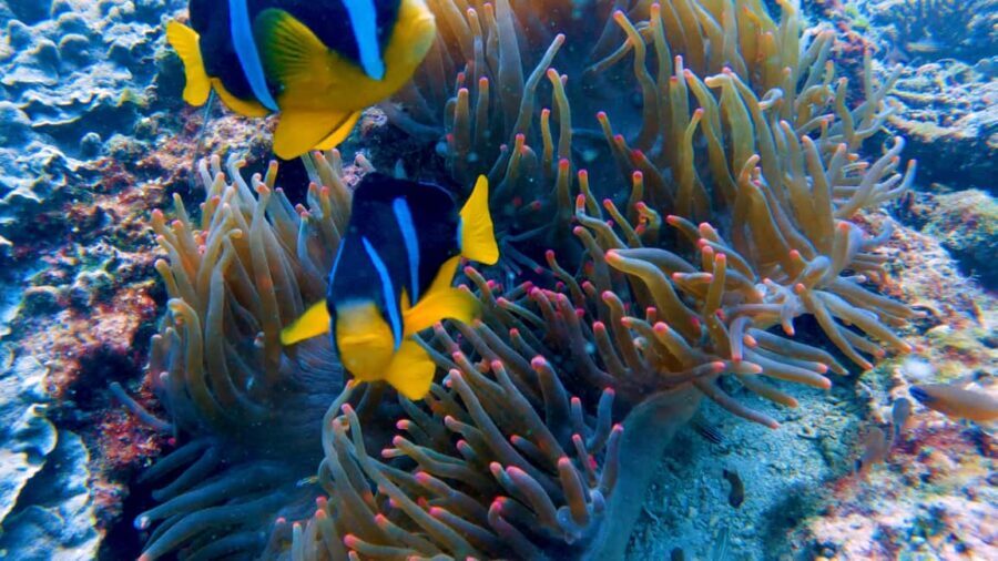 Muscat: Dolphin Watching and Snorkeling Tour - Discovering the Marine Wonders of Muscats Coastline