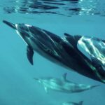 Muscat: Dolphin Watching Boat Tour - The Itinerary: What to Expect on Your Marine Adventure
