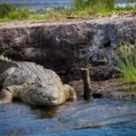 Mwanza: 3-Day Rubondo Island Safari with Chimp Trekking - The Authentic Wilderness Experience