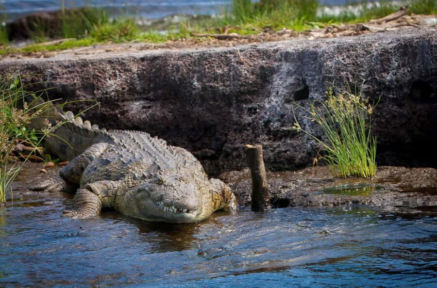 Mwanza: 3-Day Rubondo Island Safari with Chimp Trekking - The Authentic Wilderness Experience