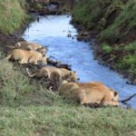 Mwanza: Serengeti National Park Day Trip with Lunch - Why This Tour Offers Great Value