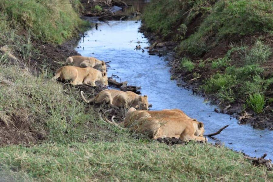 Mwanza: Serengeti National Park Day Trip with Lunch - Why This Tour Offers Great Value