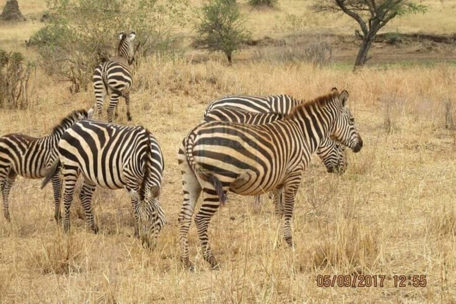 Nairobi: 2-Day Amboseli National Park Safari with - What Sets This Safari Apart?