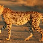 Nairobi: 3-Day All-Inclusive Samburu National Park Safari - What Makes This Safari Valuable?