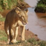 Nairobi: 3-day all-inclusive Samburu National park safari - What’s Included and What’s Not
