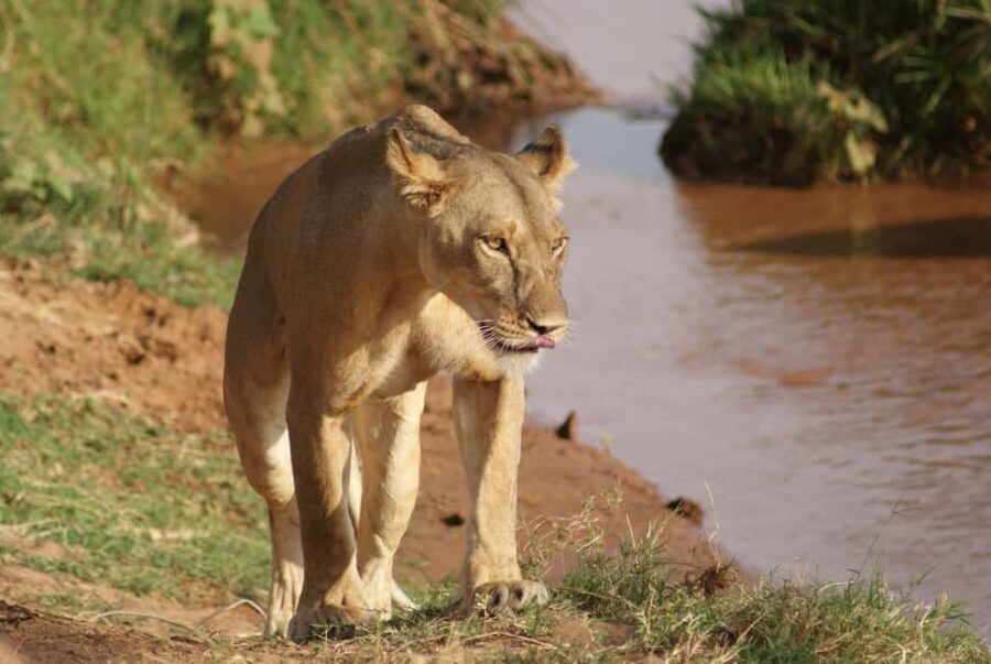Nairobi: 3-day all-inclusive Samburu National park safari - What’s Included and What’s Not