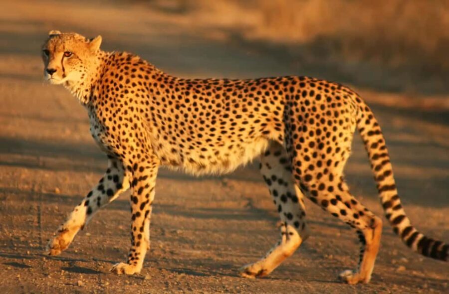 Nairobi: 3-Day All-Inclusive Samburu National Park Safari - What Makes This Safari Valuable?