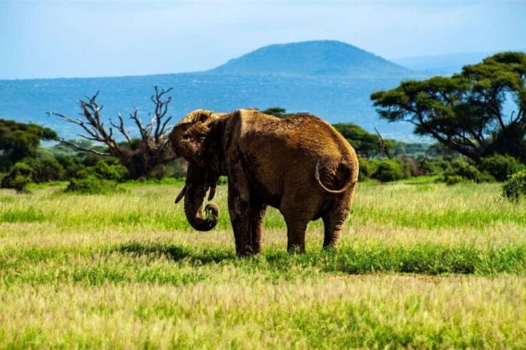 Nairobi: 3-Day Amboseli National Park Safari - The Itinerary Breakdown: What to Expect Each Day