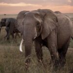 Nairobi: 3-Day Maasai Mara Safari with Accommodation - Detailed Itinerary Breakdown