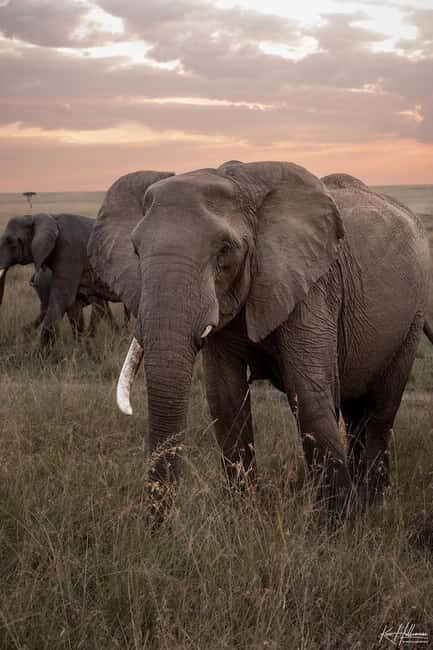 Nairobi: 3-Day Maasai Mara Safari with Accommodation - Detailed Itinerary Breakdown