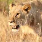 Nairobi: 3-Day Nakuru and Maasai Mara National Parks Safari - What Makes This Tour Stand Out?