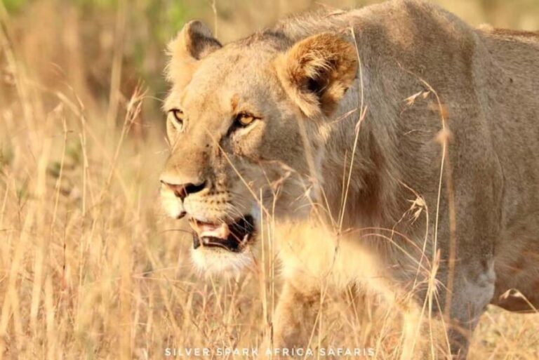 Nairobi: 3-Day Nakuru and Maasai Mara National Parks Safari - What Makes This Tour Stand Out?