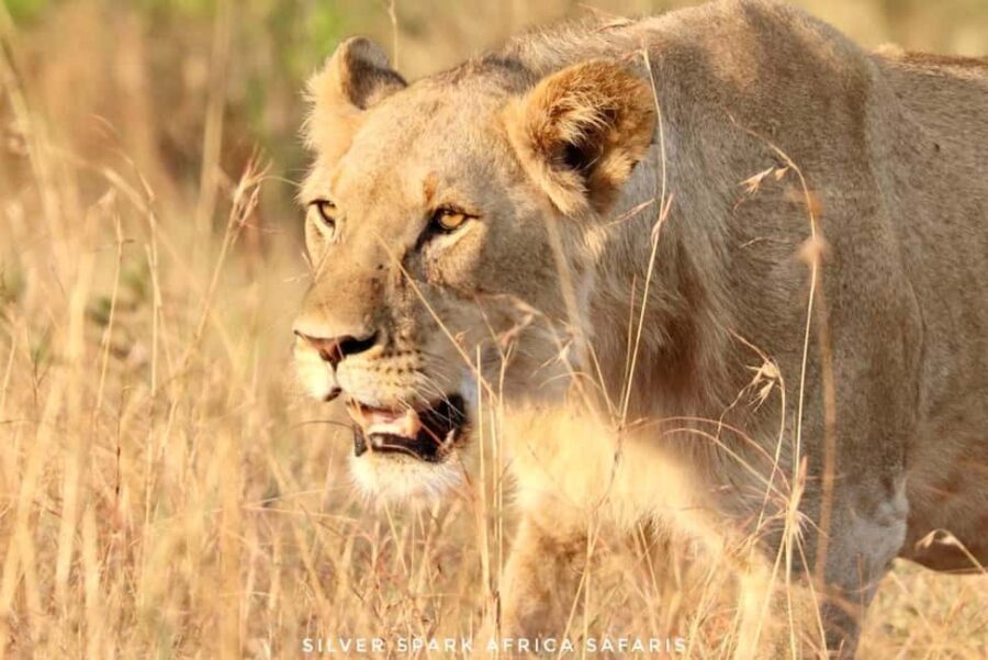 Nairobi: 3-Day Nakuru and Maasai Mara National Parks Safari - What Makes This Tour Stand Out?