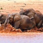 Nairobi: 3-Days Amazing safari Amboseli and Tsavo West - What’s Included and What’s Not?