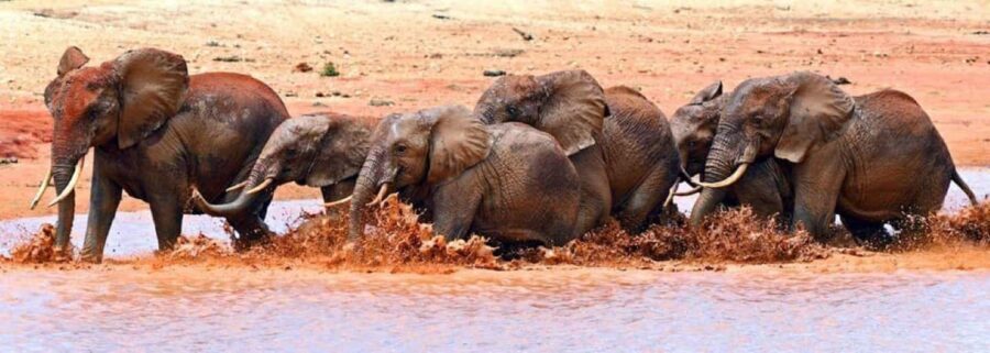 Nairobi: 3-Days Amazing safari Amboseli and Tsavo West - What’s Included and What’s Not?