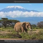 Nairobi: 4-Day Amboseli National Park Safari with Flights - What Makes This Safari Stand Out?