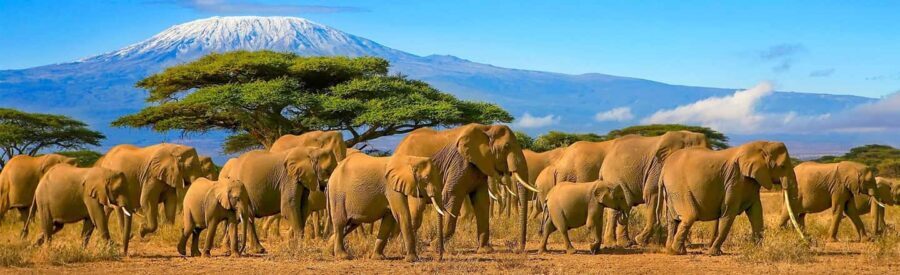 Nairobi: 4-Day Amboseli, Tsavo West and East Guided Safari - What’s Included and What’s Not