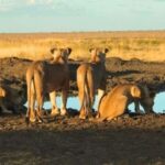 Nairobi: 4-Day Amboseli, Tsavo West &East Guided Safari - An In-Depth Look at the 4-Day Safari Experience