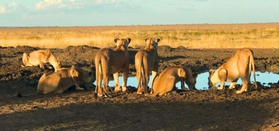 Nairobi: 4-Day Amboseli, Tsavo West &East Guided Safari - An In-Depth Look at the 4-Day Safari Experience