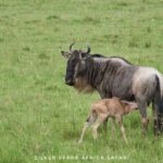 Nairobi: 4-Day Game Safari to Maasai Mara and Lake Naivasha - Maasai Mara: The Heart of Kenya’s Wilderness