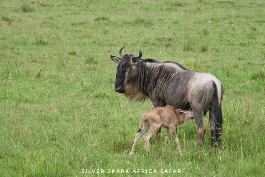 Nairobi: 4-Day Game Safari to Maasai Mara and Lake Naivasha - Maasai Mara: The Heart of Kenya’s Wilderness